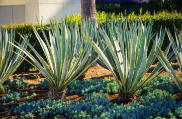 Pacific Green Landscaping Gallery Image 6