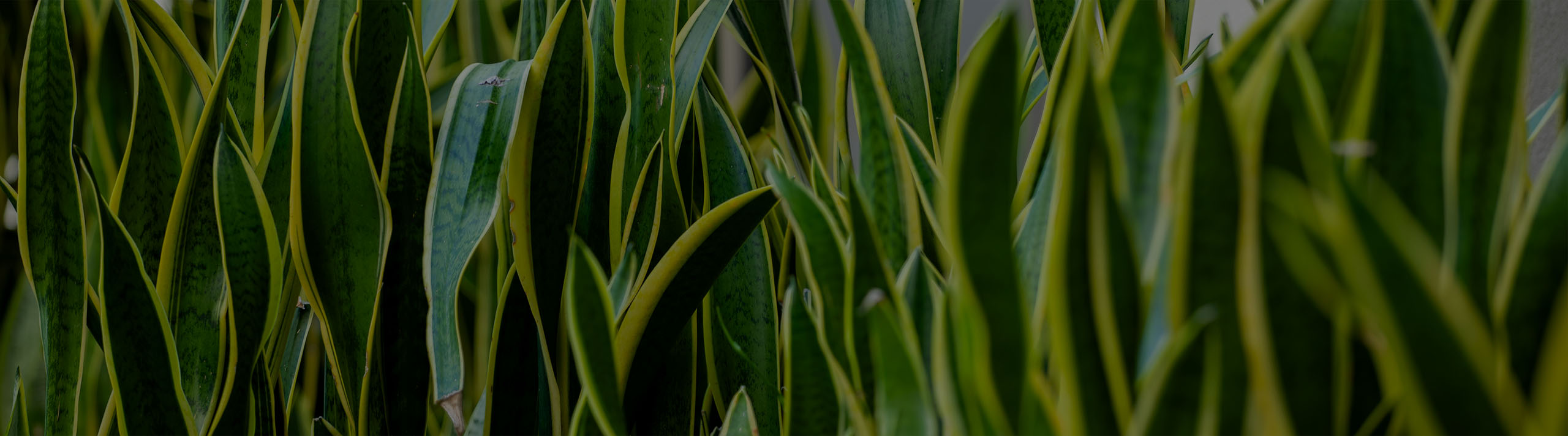 Plant Detail 2